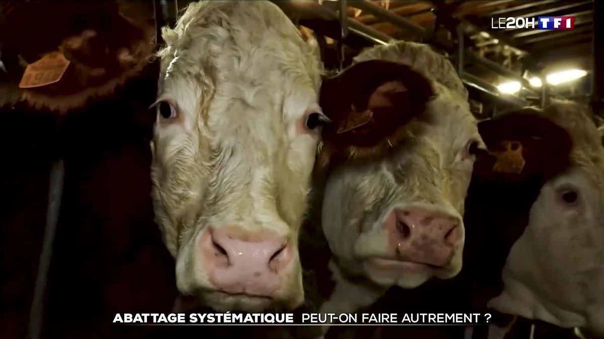 Illustration - Détourner la colère vers des voies… d’étable