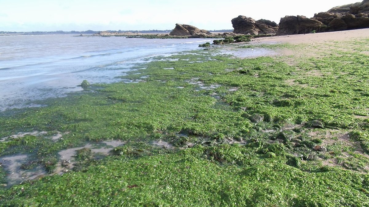 Illustration Algues vertes, le Golfe du Morbihan est dans le rouge