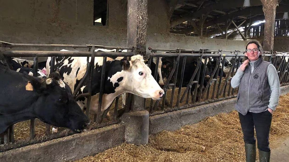 Illustration - Savencia prêt à mettre 330 éleveurs sur la paille
